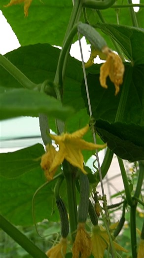 AgriTech Telugu | Keera Dosa In Polyhouse | కీర దోస సాగు | AgriTech Telugu #keeradosa #polyhousefarming #bestkeeradosa #innovativefarming #bestfarming | Instagram