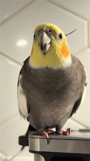 Cockatiel Sings 'Cookie Cookie on the Flip' on a Toaster? 🥹✨