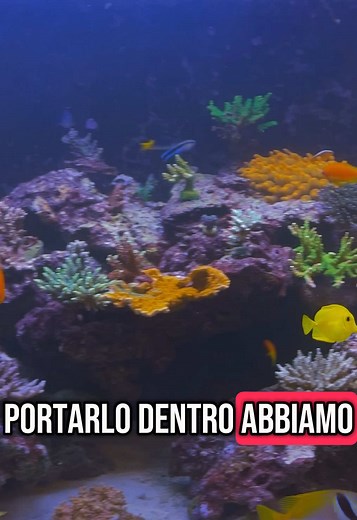 Questa vasca di Acropore è ASSURDA! 😱 Siamo a Torino per vedere un acquario gigantesco e misurare i PAR. I valori saranno all’altezza di questa meraviglia? 🔥 Scoprilo in questo video! Guarda il vlog completo su YouTube qui 👉 https://youtu.be/fdPoGwlthHE?si=Lo0BcrPLZFBJboXb 🔔 Seguimi per altri contenuti su acquari marini! #AcquarioMarino #ReefTank #Acropora”