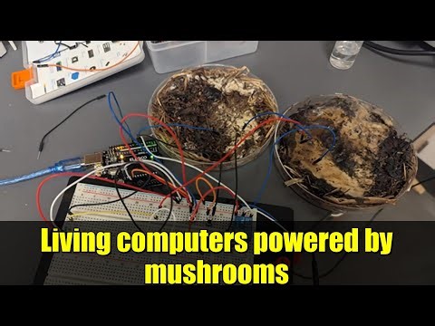 Living computers powered by mushrooms - YouTube