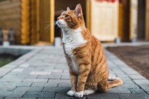 9 Orange Cat Spiritual Meanings And Symbolism (Updated)