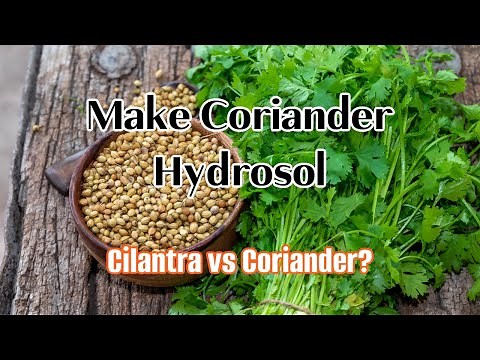 Benefits and Uses of Coriander Seeds. How to make coriander hydrosol with ADI Chemistry of hydrosol.