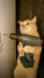 My cat acts crazy with AI 🤣 | Awesome