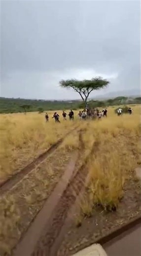 Wild Giraffe Chase As Man Is Carried Off In The Rain