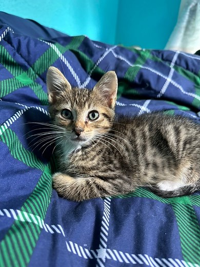 584K views · 4.8K reactions | Cat lady constantly talking to cats and kittens. Anyone else do this??  #catsoffacebook #floof #catlover #cats Like and follow for more cat chaos | Whole Bunch of Cats | Facebook