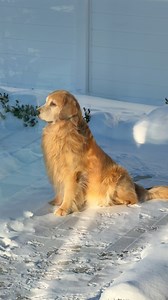 3.5M views · 209K reactions | A majestic king endures all seasons 女 | Tucker Budzyn | Facebook