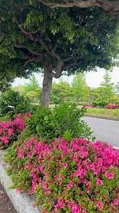 ひたちなか市新光町 潮風のトライアングルから国営ひたち海浜公園入口迄 2026/6