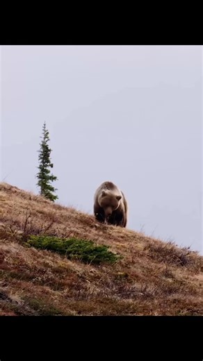 Bio SZN on Instagram: "Grizzly bear reproduction depends on a strategy called delayed implantation, which means a fertilized egg will only begin developing later in the year if the mother builds enough fat reserves before winter. After the brief mating period, females focus on feeding heavily through summer and autumn so they can enter the den in strong condition. High body fat is essential not only for their own survival during hibernation but also for sustaining pregnancy and nursing newborn c