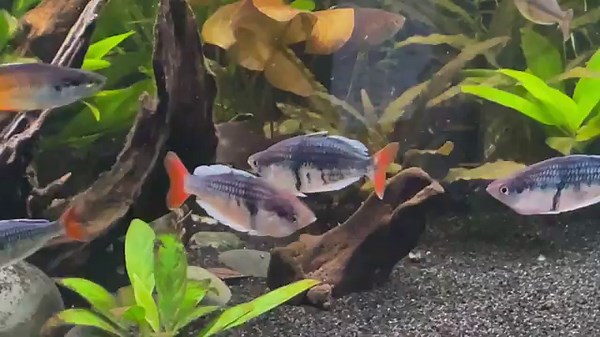New low-tech 75 gallon rainbowfish tank