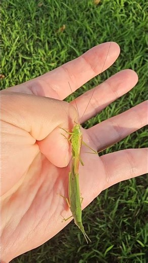 Insects that jump well #insects #grasshopper