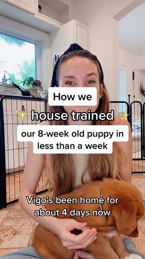 Vigo the Toller on TikTok