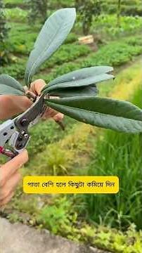 Grow a Loquat Tree from a Roadside Cutting 🌱 | Easy Bottle Method