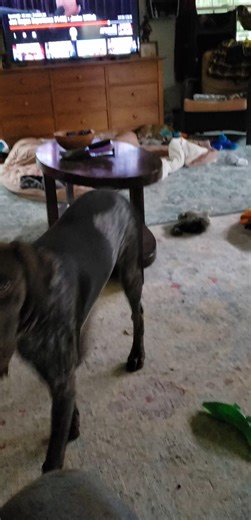 German shorthaired pointer | German shorthaired pointer