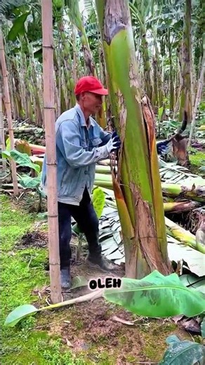 Fakta Unik Pohon Pisang yang Jarang Diketahui #pertanian #faktaunik