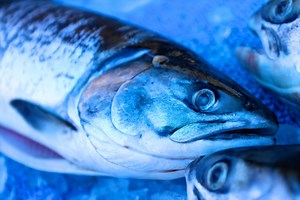 FISHERMAN’S WHARF         Purchasing Tips