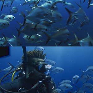 41K views · 1.2K reactions | Diving in the Mutton Snapper school...