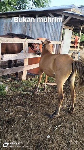 293K views · 1.4K reactions | #horse #anamals | Erick Doro Mboha | Facebook