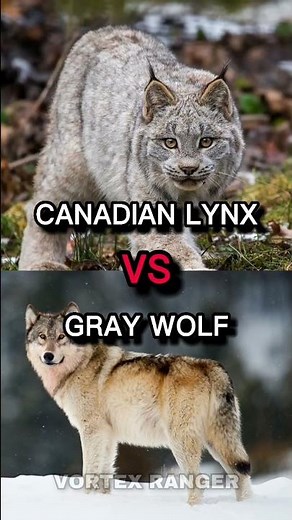 Canadian Lynx VS Gray Wolf #shorts #wildlife #animals