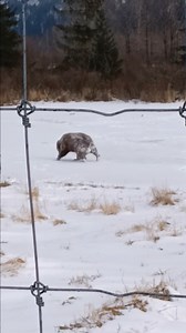 375K views · 11K reactions | Hugo putting her own spin on rhythmic gymnastics10/10 from AWCC judges!! Thanks Salmon Berry Tours for this adorable video! Go check out our IG to see more of Hugo doing her thing! https://www.instagram.com/reel/DHZRWrcTQFK/?igsh=MWNuNHU2cnpsNXhvaw== #alaskawildlifeconservationcenter #bear #bearinthesnow #snowday #hugothebear | Alaska Wildlife Conservation Center | Facebook