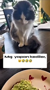 Tamam yapacak derken sonradan geri vites yapan kediler 🐱🤣 | sirince.hayvanlar34