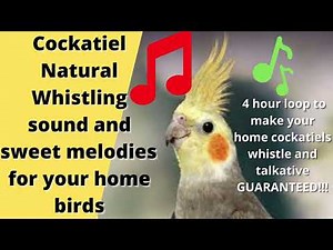Cockatiel natural whistle sounds & sweet melodies 4 hrs daily training video, see magic in few days!