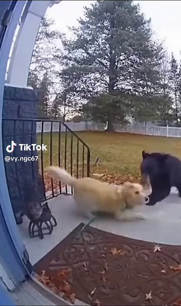 Cats and Bears: The Ultimate Cuteness Showdown