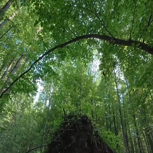 I was camping alone in the primeval forest and encountered a wild boar in the midnight | Dungannon Thomas Clarkes