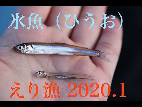 氷魚（ひうお）のえり漁 滋賀県 琵琶湖 2020年1月
