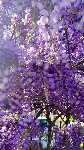 Beautiful flowering trees🪻🩷✨ 🌷You will feel so happy and calm to watch these blooming beauties🌷 🌱We have a massive range of flowers and trees🌳 http://hellohelloplants.com.au #hellohelloplants #trees #flower #floweringtree #spring #blossom #blossombeauty #gardendesign | Hello Hello Plants & Garden Supplies