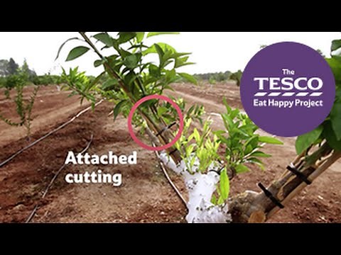 Juicy Clementines - how do clementines grow?