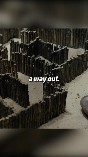 A maze where it is impossible to survive until morning(The Maze Runner 2014)😨😱