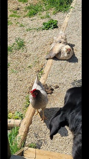 STOP refrigerating your farm eggs!! #prepping