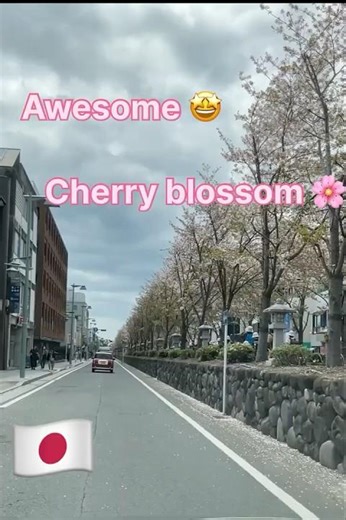 Cherry blossom 🌸#japan#raste#flowers#hitsong#love#nature#trending