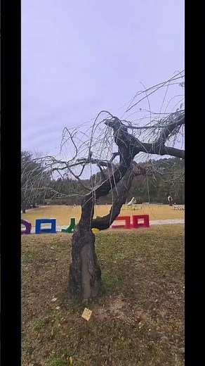 [Tour]"발가벚은 수양벚나무 위로 스며드는 가을빛 (미동산 수목원, 청주시)"
