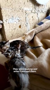 99K views · 8.8K reactions | Rescue Kittens Love To Ride Around On Dad's Shoulders | Hope For Pets | Facebook