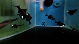 80K views · 655 reactions | Requiring collection conditions just shy...