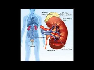 Comment traiter et guérir l'insuffisance rénale