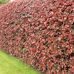 Copper Beech Hedges (Fagus Sylvatica Purpurea) For Sale | Hedging.ie