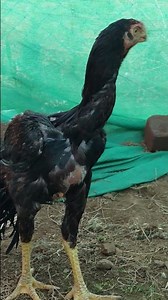 top quality parrot nose chicks only fl5 monthy home breeding brand 🔥🦍#aseelmurgi #aseelmurga