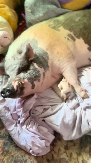 TheBourbonBarnyard on TikTok