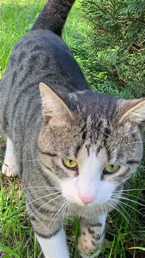 Video of random cats being sorted