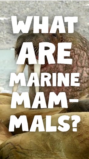 3.3K views · 103 reactions | What ARE marine mammals? 玲簾 Watch Cecilia, our Marine Science Educator, tell us all about why mammals like seals, sea lions, dolphins and sea otters are considered "marine mammals"! To learn more about marine mammals and how to protect their ocean home, plan a visit to our hospital  Make your free reservation today  https://bit.ly/3scar7M. | The Marine Mammal Center | Facebook