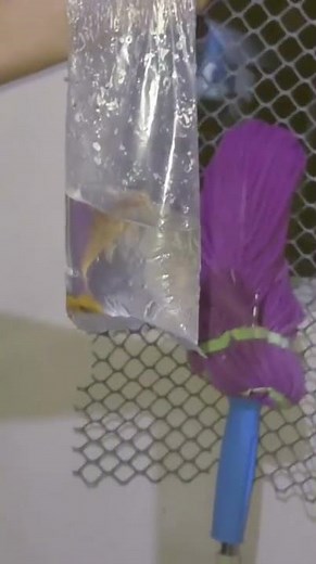 today I brought a water snail and white tank cleaner #aquaclean #waterfilteration #fish #tank