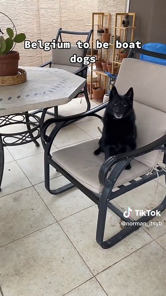 Some schipperke info from a schipperke #dogsoftiktok #schipperke #petsoftiktok #DanceWithTurboTax #dog