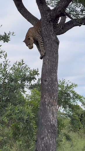 2 Day Tanzania Short Safari from Zanzibar This 2-day safari from Zanzibar combines two of Tanzania's top national parks, Tarangire and Ngorongoro Crater. You'll have the chance to see the Big Five and more amazing wildlife. Tarangire National Park is especially captivating during the dry season when the Tarangire River becomes a vital water source for animals. It's home to Tanzania's largest elephant population. Next, you'll visit the Ngorongoro Conservation Area, where you can spot cape buffalo