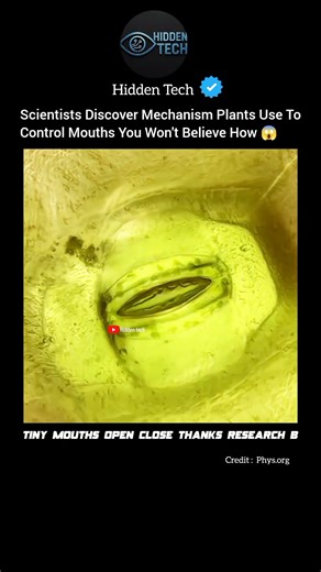 Scientists Finally Decode How Plants Control Their "Mouths" 🌿#shorts#engineering