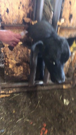 A bunch of cow foolery… 🐮 #cyst #cowsoftiktok #yellowshit #holyhell #relief #calves #ky