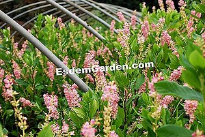 Clethra Alnifolia: Pflanzung, Anbau Und Pflege 🌿 Alles Über Gartenarbeit Und Gartengestaltung - 2025