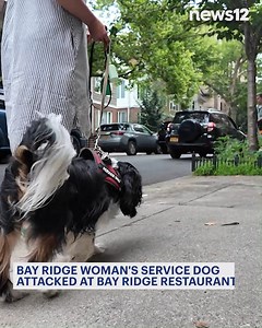 736K views · 1.9K reactions | A Brooklyn woman says a night out to dinner turned terrifying when a dog attacked her service animal - and it was all caught on camera. https://bit.ly/4kHA5K0 | News 12 Brooklyn | Facebook