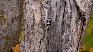 Banded Alder Borer Beetle On Trunk: Stockvideos & Filmmaterial (100 % lizenzfrei) 1038373094 | Shutterstock